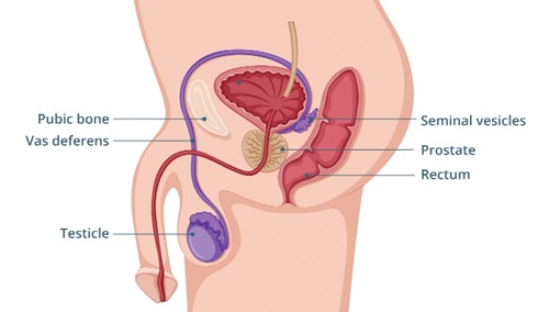 The male reproductive system