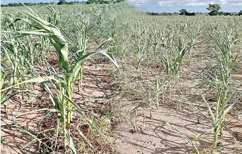  A maize farmland destroyed by drought