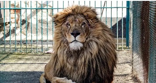 Lion kills 35 year old handler in Nigeria
