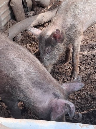 Suspected African Swine Fever outbreak devastates pig farms in Damongo