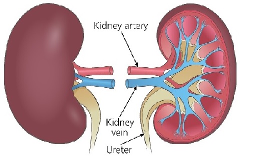 Ways to keep your kidneys healthy