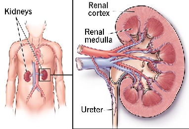 Globally, kidney diseases afflict over 700 million people and account for 1.2 million deaths annually. 