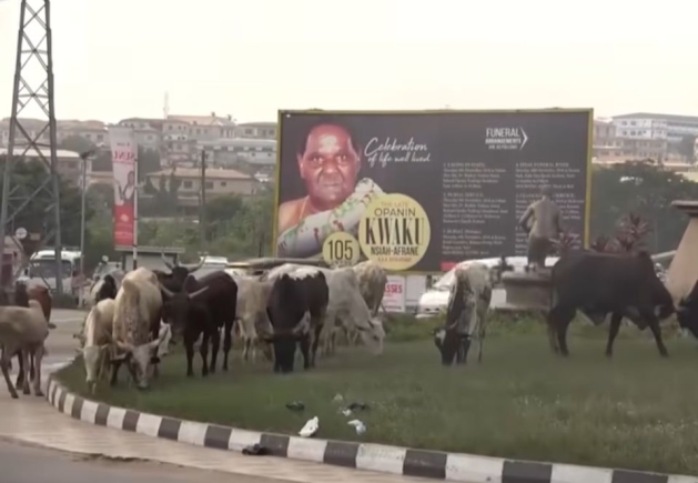 No more faeces on our streets – Stray cattle to be killed and donated to Prison inmates - Kumasi Mayor