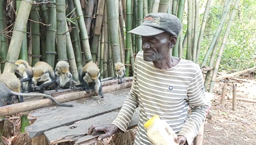 Kwabena Kyeremeh, 78-year-old caretaker of the sanctuary, who spoke to the Daily Graphic during the visit Kwabena Kyeremeh, 78-year-old caretaker of the sanctuary, who spoke to the Daily Graphic during the visit