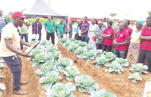 Ramid Saana (left), Technical Field Officer at the West-East, taking some of the farmers through cabbage production.