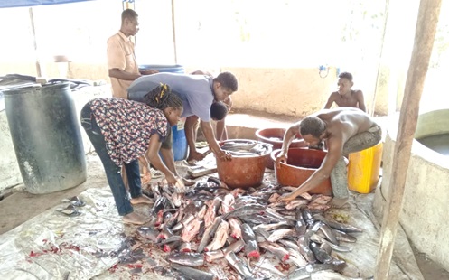 Some of the workers of­ Eagles’ Croft preparing fresh fish for processing