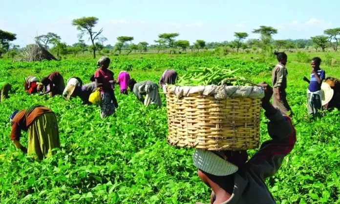 Agricultural glut: A crisis that demands urgent action