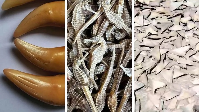 Adverts seen on Facebook showed tiger teeth, dried seahorses and shark fins for sale