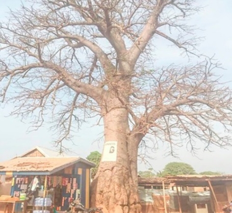 The 332-year-old sacred mythic baobab tree The 332-year-old sacred mythic baobab tree