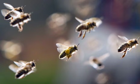 Kpandai: Man killed in bee attack