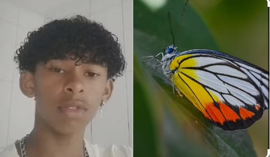 Boy, 14, dies after 'injecting himself with butterfly remains mixed with water