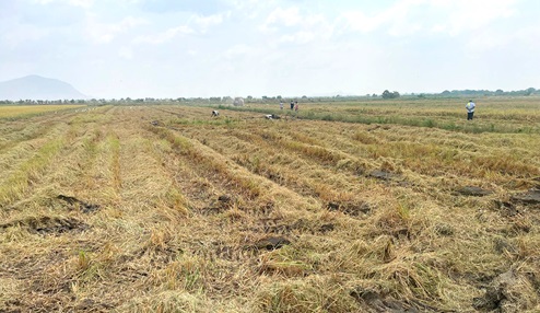 A portion of the rice farm A portion of the rice farm