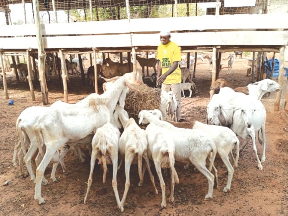 Sulemana Abubakari, a farmer feeding his livestock
