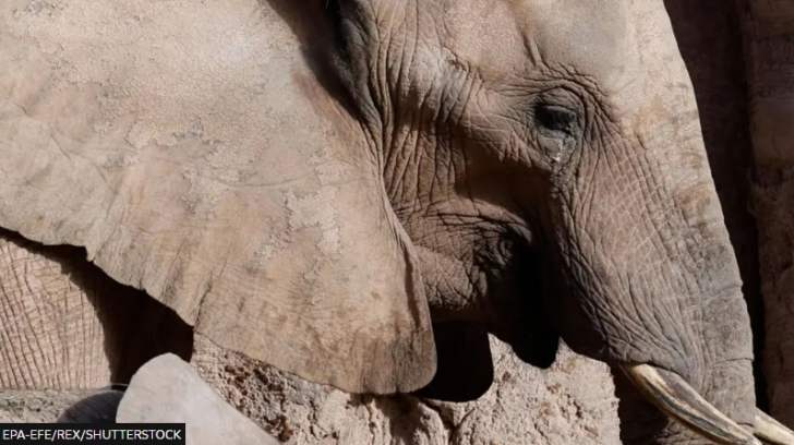 Elephants are not people, US court rules
