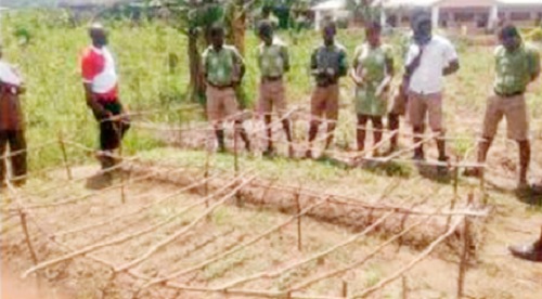  A school farm