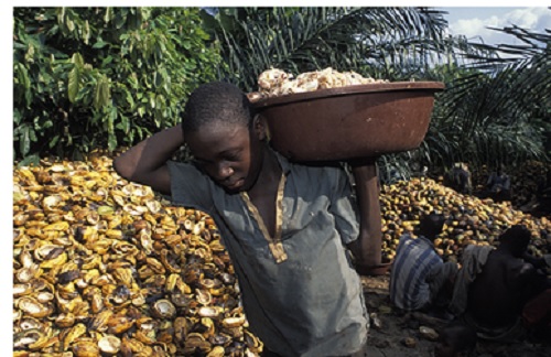  According to the International Cocoa Initiative, an estimated 770,000 children were actively engaged in hazardous child labour in Ghana’s cocoa sector