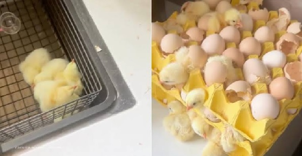  Woman returns from holiday to find 70 chicks have hatched from eggs she bought (VIDEO)