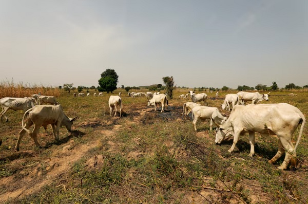 Cattle graze in a field in Paiko, Niger State, Nigeria November 27, 2018. Picture taken November 27, 2018. REUTERS/Afolabi Sotunde/File Photo Purchase Licensing Rights