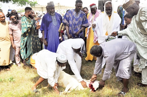 A sheep being slaughtered in Ho to mark the day