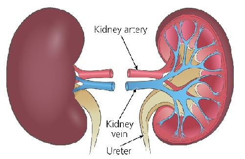 13 out of 100 Ghanaians have some form of kidney disease — Dr Tannor 