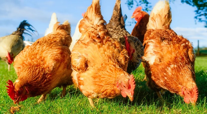 Towns in France and Belgium have been giving out free chickens for years to combat food waste