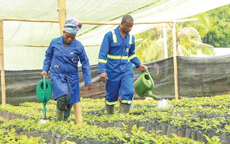 Farmers watering cocoa seedlings in a seed garden 