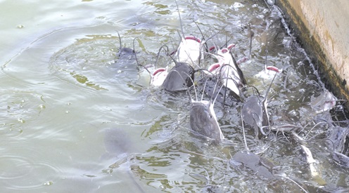 Some catfish in a pond at the Biss Farm, Sokode-Lokoe Some catfish in a pond at the Biss Farm, Sokode-Lokoe