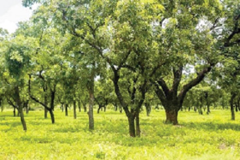 Tree planting must be institutionalised