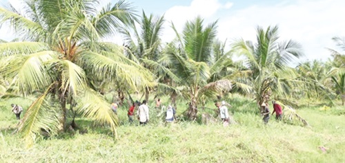 Some students working on the coconut plantation of All Nations University