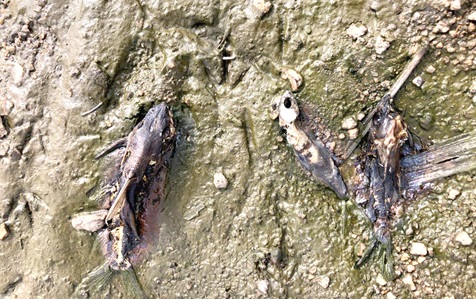 Some of the dead fishes discovered during the investigation Some of the dead fishes discovered during the investigation