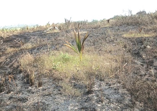 The burnt coconut farm