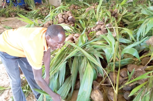 Enoch Nkpe, a farmer at Jema, picking up his seedlings after the distribution Enoch Nkpe, a farmer at Jema, picking up his seedlings after the distribution