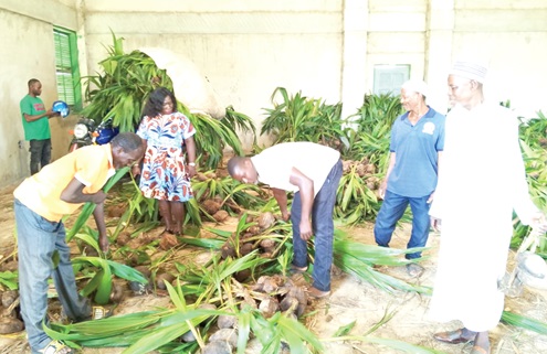 Some beneficiary farmers busily picking their seedlings Some beneficiary farmers busily picking their seedlings