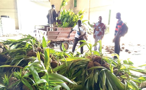 Some beneficiaries loading the seedlings onto a tricycle to be transported to their farms Some beneficiaries loading the seedlings onto a tricycle to be transported to their farms