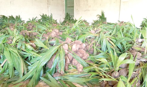 Some of the coconut seedlings 