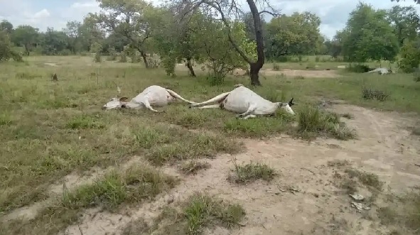 Carcasses of cattle that died under suspicious circumstances 