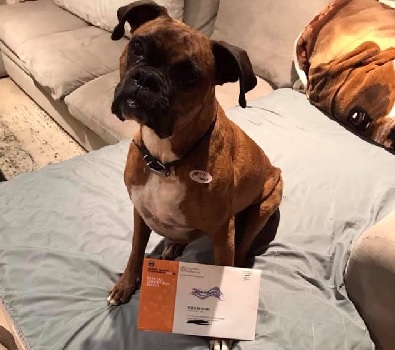 Orange County woman registered dog to vote 