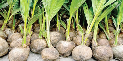 Coconut seddllings