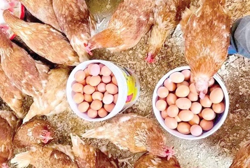 Poultry birds with eggs Poultry birds with eggs