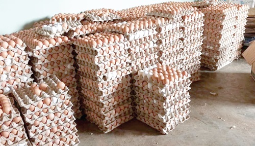 Trays of eggs ready to be transported