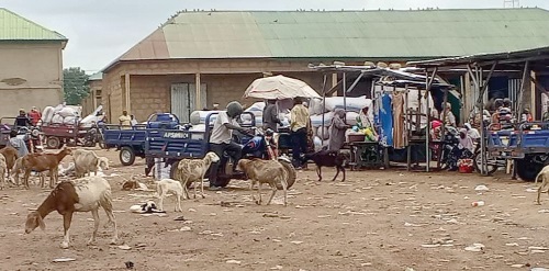 Some of the stray animals at the market Some of the stray animals at the market