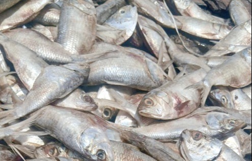 The dead fish