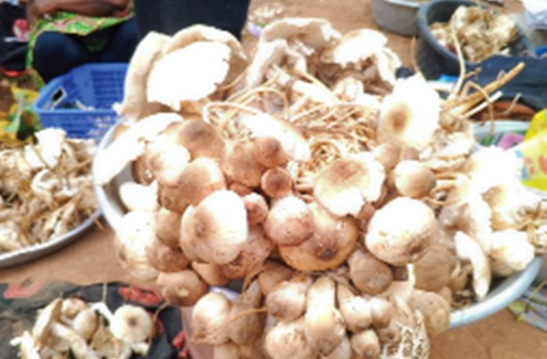 Freshly harvested wild mushrooms displayed for sale at the busy Wenchi Roundabout Freshly harvested wild mushrooms displayed for sale at the busy Wenchi Roundabout