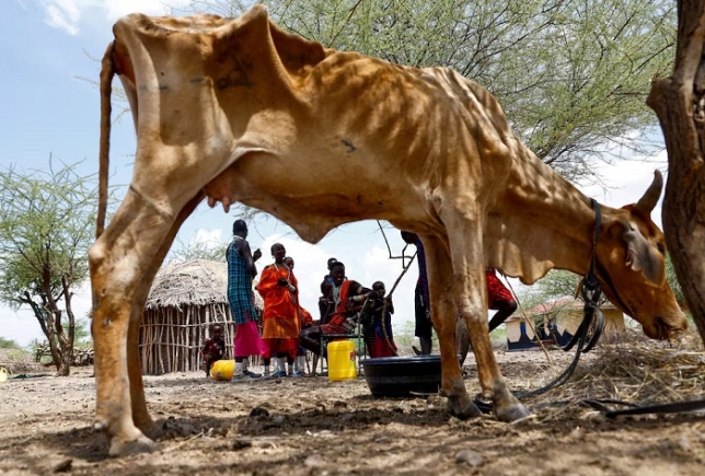 Members of the Lakaanki family from the Maasai pastoralist community gather near their emaciated cow at their manyatta homestead following worsening drought due to the failed rainy season at a village settlement near Magadi township along the Kenya-Tanzania border, in Kajiado, Kenya, February 5. REUTERS/Thomas Mukoya