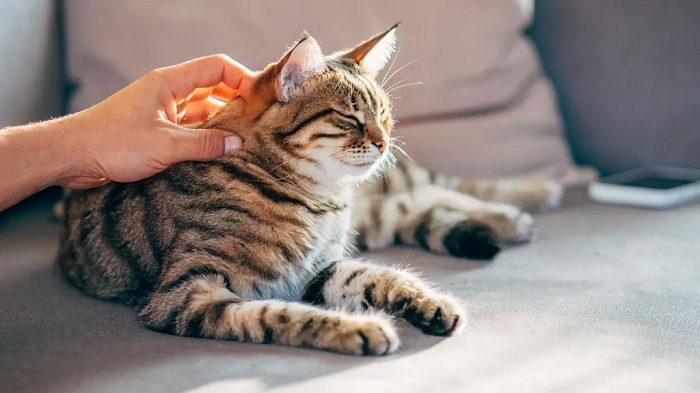 Over 10 million cats are kept as pets in the UK