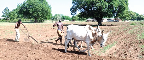 Farmers in the Dagliga community in the Nabdam District ploughing in anticipation of rain to sow.