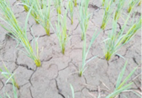 Water-stressed rice field