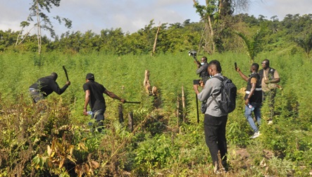 Some officers destroying the plants