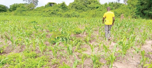 The district has fertile lands The district has fertile lands