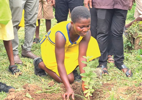 A pupil planting a tree seedlings